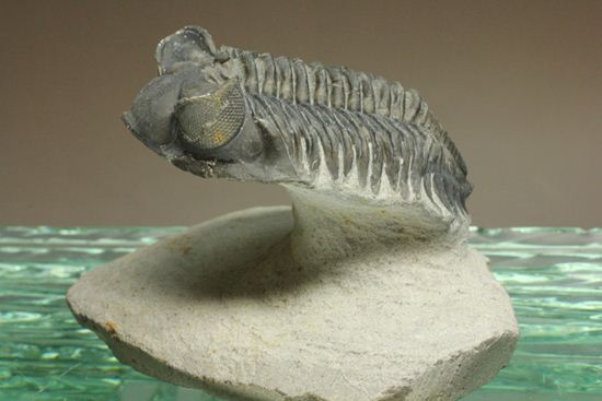コルトラネイア・オウファネンシス(Coltraneia oufatenensis)(その10)