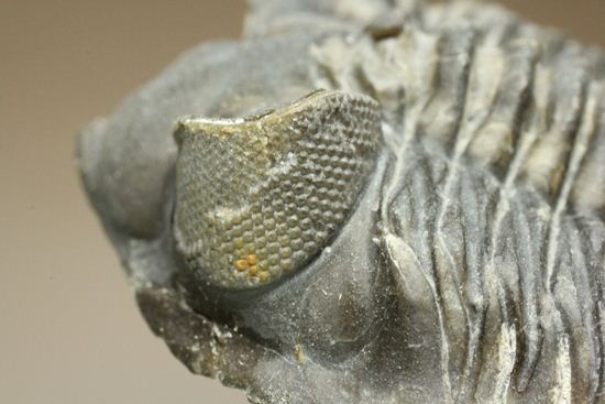 コルトラネイア・オウファネンシス(Coltraneia oufatenensis)(その11)