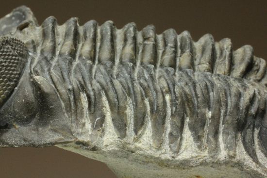 コルトラネイア・オウファネンシス(Coltraneia oufatenensis)(その12)
