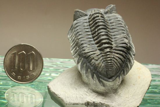 コルトラネイア・オウファネンシス(Coltraneia oufatenensis)(その15)