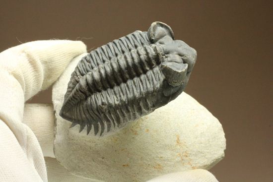 コルトラネイア・オウファネンシス(Coltraneia oufatenensis)(その18)