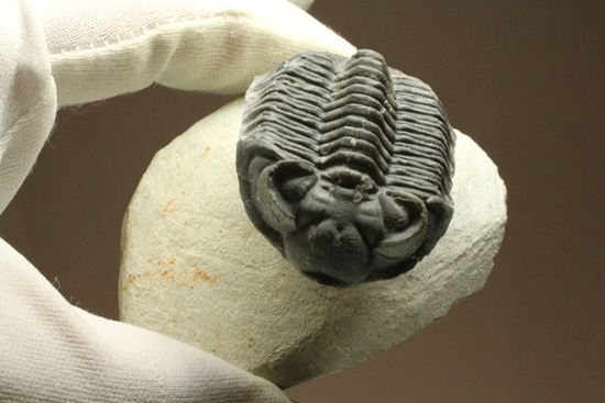 コルトラネイア・オウファネンシス(Coltraneia oufatenensis)(その19)