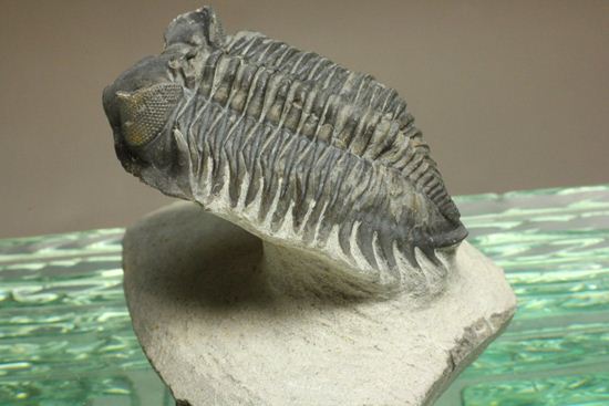 コルトラネイア・オウファネンシス(Coltraneia oufatenensis)(その2)