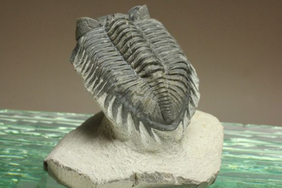 コルトラネイア・オウファネンシス(Coltraneia oufatenensis)(その3)