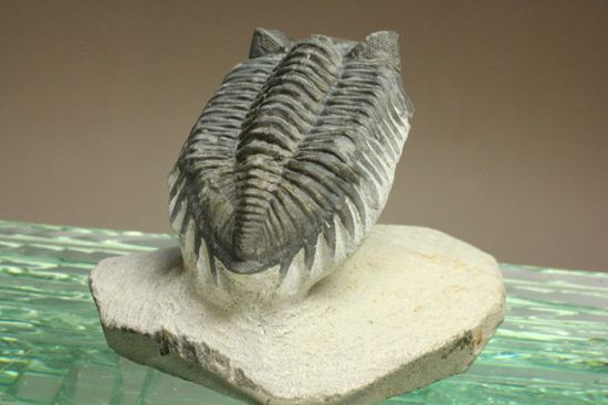 コルトラネイア・オウファネンシス(Coltraneia oufatenensis)(その4)