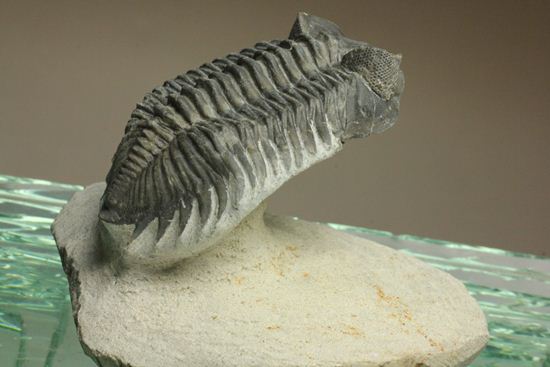 コルトラネイア・オウファネンシス(Coltraneia oufatenensis)(その5)