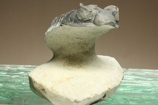 コルトラネイア・オウファネンシス(Coltraneia oufatenensis)(その6)