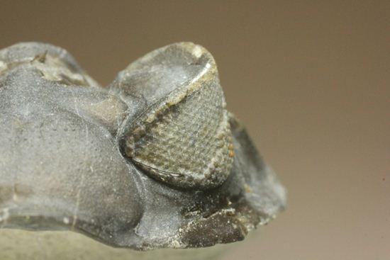 コルトラネイア・オウファネンシス(Coltraneia oufatenensis)(その9)