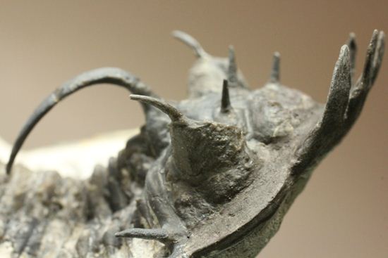 名前にも注目!珍しいクアドロプス フレクソーサ(Quadrops flexuosa)(その10)