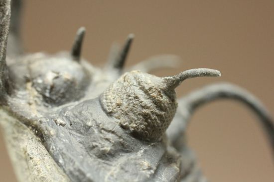名前にも注目!珍しいクアドロプス フレクソーサ(Quadrops flexuosa)(その14)