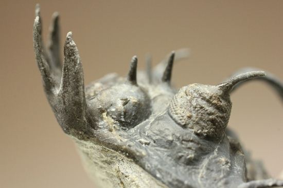 名前にも注目!珍しいクアドロプス フレクソーサ(Quadrops flexuosa)(その15)