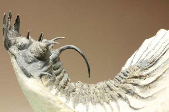 名前にも注目!珍しいクアドロプス フレクソーサ(Quadrops flexuosa)(その16)