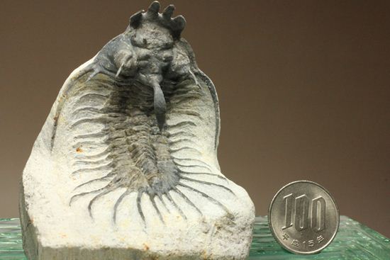 名前にも注目!珍しいクアドロプス フレクソーサ(Quadrops flexuosa)(その17)