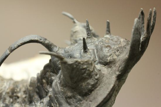 名前にも注目!珍しいクアドロプス フレクソーサ(Quadrops flexuosa)(その2)