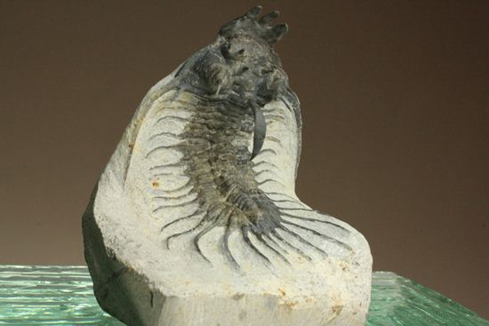 名前にも注目!珍しいクアドロプス フレクソーサ(Quadrops flexuosa)(その3)