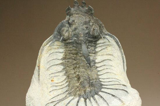 名前にも注目!珍しいクアドロプス フレクソーサ(Quadrops flexuosa)(その4)