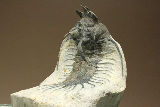名前にも注目!珍しいクアドロプス フレクソーサ(Quadrops flexuosa)(その5)