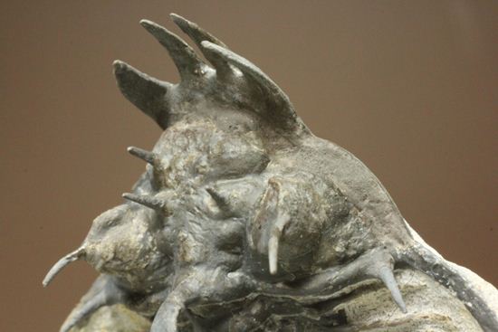 名前にも注目!珍しいクアドロプス フレクソーサ(Quadrops flexuosa)(その6)