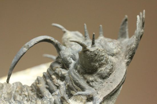 名前にも注目!珍しいクアドロプス フレクソーサ(Quadrops flexuosa)(その9)