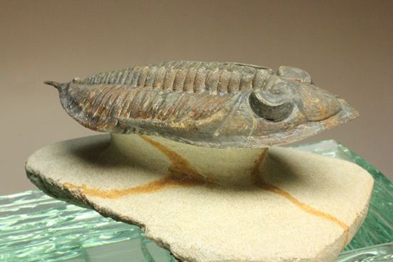 体節の整然性に息をのむ!ズリコバスピス・ルゴーサ(Zlichovaspis rugosa)(その10)