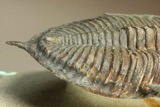 体節の整然性に息をのむ!ズリコバスピス・ルゴーサ(Zlichovaspis rugosa)(その12)