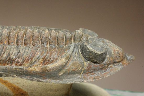 体節の整然性に息をのむ!ズリコバスピス・ルゴーサ(Zlichovaspis rugosa)(その13)