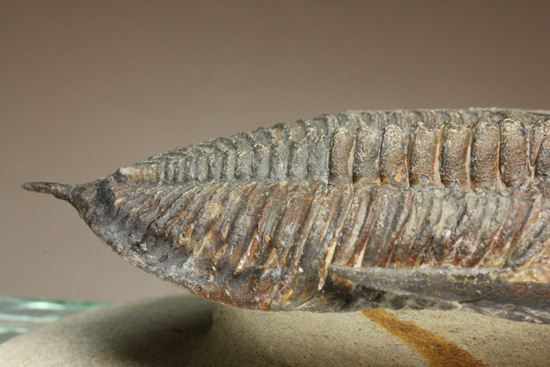 体節の整然性に息をのむ!ズリコバスピス・ルゴーサ(Zlichovaspis rugosa)(その14)