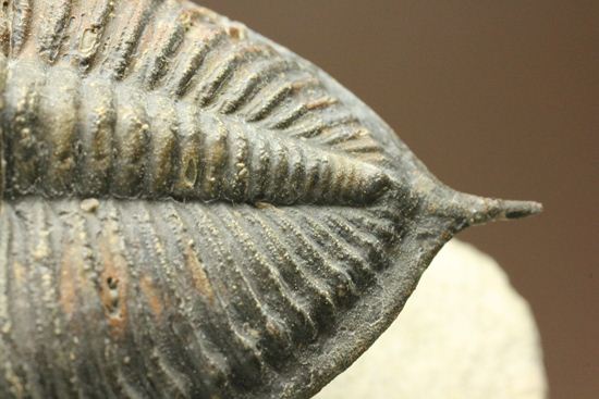 体節の整然性に息をのむ!ズリコバスピス・ルゴーサ(Zlichovaspis rugosa)(その17)