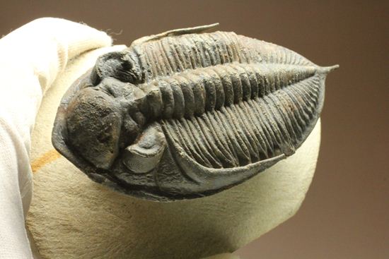 体節の整然性に息をのむ!ズリコバスピス・ルゴーサ(Zlichovaspis rugosa)(その18)