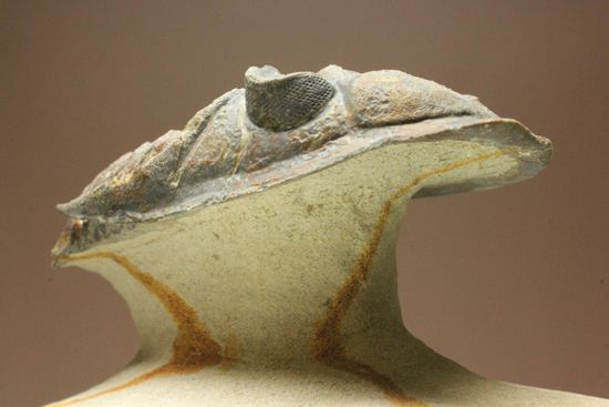 体節の整然性に息をのむ!ズリコバスピス・ルゴーサ(Zlichovaspis rugosa)(その2)