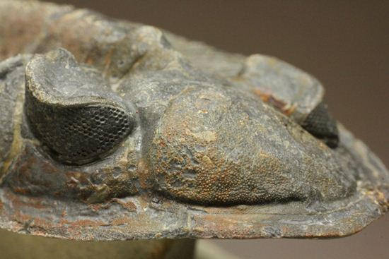 体節の整然性に息をのむ!ズリコバスピス・ルゴーサ(Zlichovaspis rugosa)(その3)