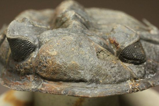 体節の整然性に息をのむ!ズリコバスピス・ルゴーサ(Zlichovaspis rugosa)(その4)