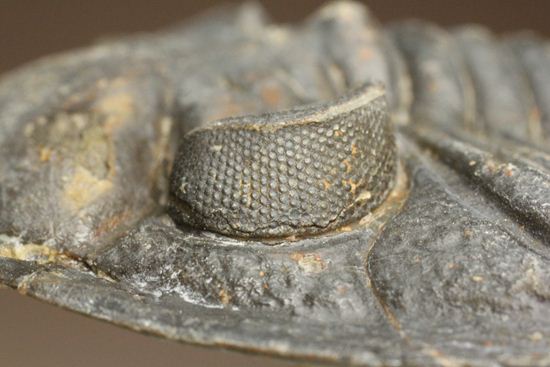 体節の整然性に息をのむ!ズリコバスピス・ルゴーサ(Zlichovaspis rugosa)(その5)