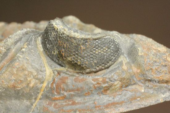 体節の整然性に息をのむ!ズリコバスピス・ルゴーサ(Zlichovaspis rugosa)(その6)