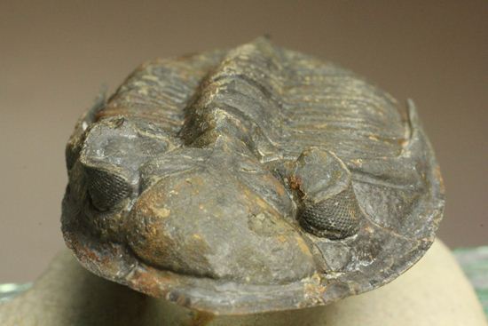 体節の整然性に息をのむ!ズリコバスピス・ルゴーサ(Zlichovaspis rugosa)(その9)