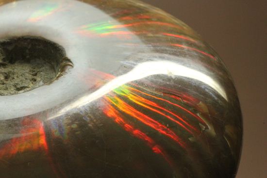 重さなんと850g!直径16cm!BIGな太陽アンモナイトことマダガスカル産クレオニセラス(その1)