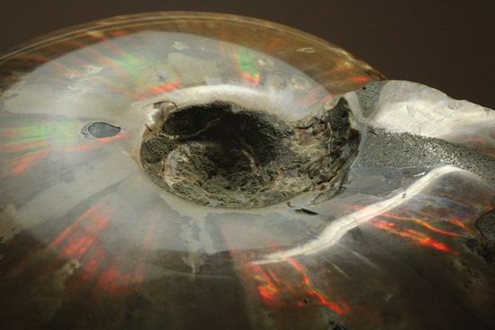 重さなんと850g!直径16cm!BIGな太陽アンモナイトことマダガスカル産クレオニセラス(その12)