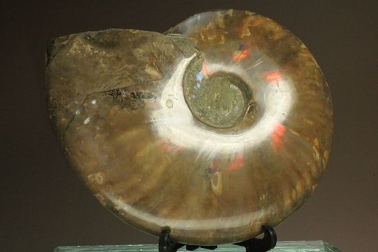 重さなんと850g!直径16cm!BIGな太陽アンモナイトことマダガスカル産クレオニセラス(その14)