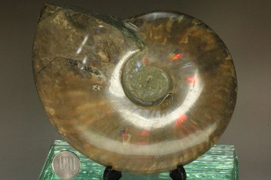 重さなんと850g!直径16cm!BIGな太陽アンモナイトことマダガスカル産クレオニセラス(その15)