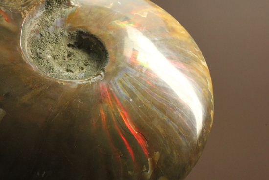 重さなんと850g!直径16cm!BIGな太陽アンモナイトことマダガスカル産クレオニセラス(その16)
