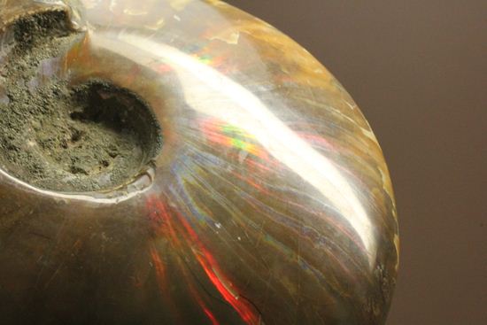 重さなんと850g!直径16cm!BIGな太陽アンモナイトことマダガスカル産クレオニセラス(その17)