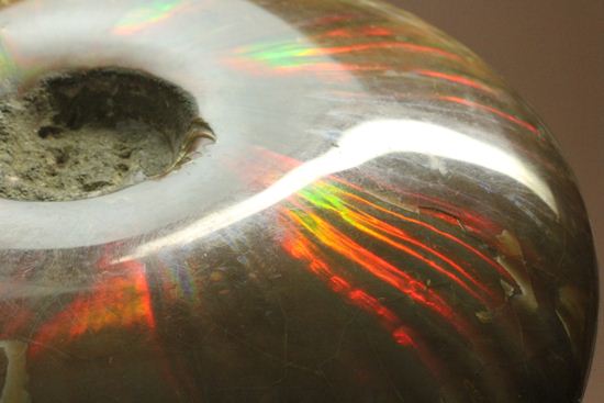 重さなんと850g!直径16cm!BIGな太陽アンモナイトことマダガスカル産クレオニセラス(その19)