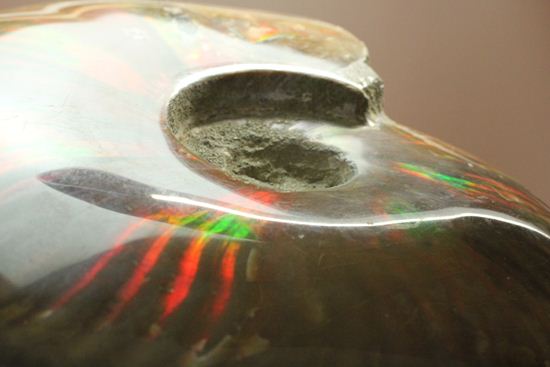 重さなんと850g!直径16cm!BIGな太陽アンモナイトことマダガスカル産クレオニセラス(その2)