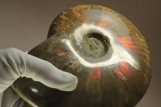 重さなんと850g!直径16cm!BIGな太陽アンモナイトことマダガスカル産クレオニセラス(その3)