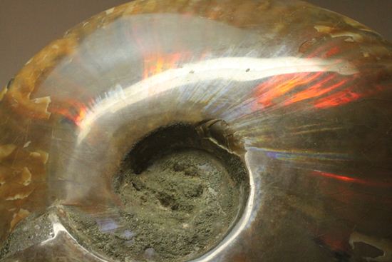 重さなんと850g!直径16cm!BIGな太陽アンモナイトことマダガスカル産クレオニセラス(その4)