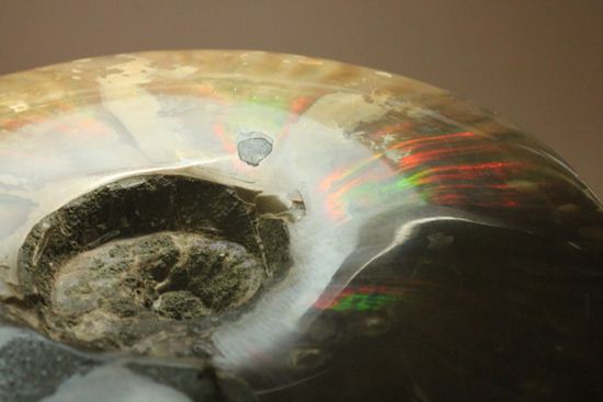 重さなんと850g!直径16cm!BIGな太陽アンモナイトことマダガスカル産クレオニセラス(その5)