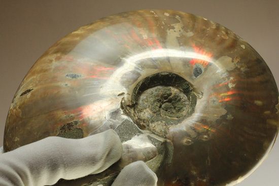 重さなんと850g!直径16cm!BIGな太陽アンモナイトことマダガスカル産クレオニセラス(その7)