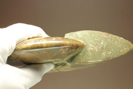 重さなんと850g!直径16cm!BIGな太陽アンモナイトことマダガスカル産クレオニセラス(その8)