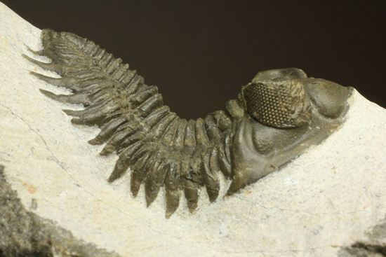 三葉虫　Coltraneia oufatenensis　化石　鉱物 出目金三葉虫こと、コルトラネイア（Coltraneia oufatenensis） 三葉虫