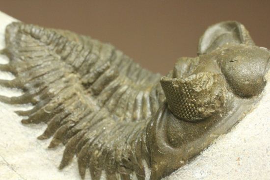 出目金三葉虫こと、コルトラネイア（Coltraneia oufatenensis） 三葉虫